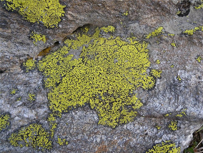 Photo of Map Lichen (Rhizocarpon geographicum)