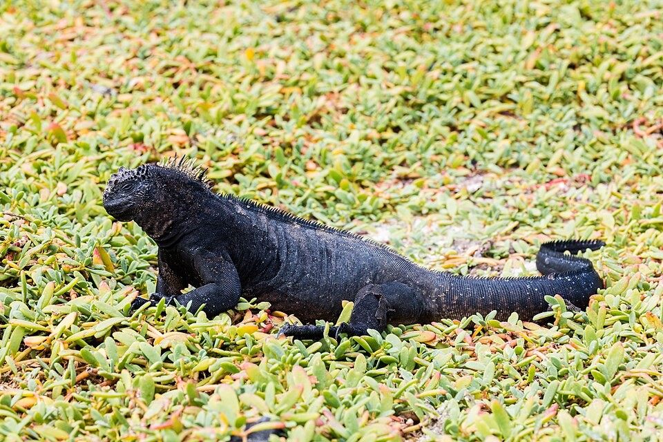 Photo of Marine Iguana (Amblyrhynchus cristatus)