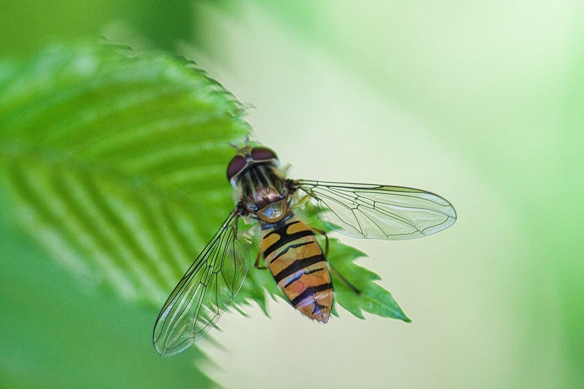 Photo of Marmalade Hoverfly (Episyrphus balteatus)