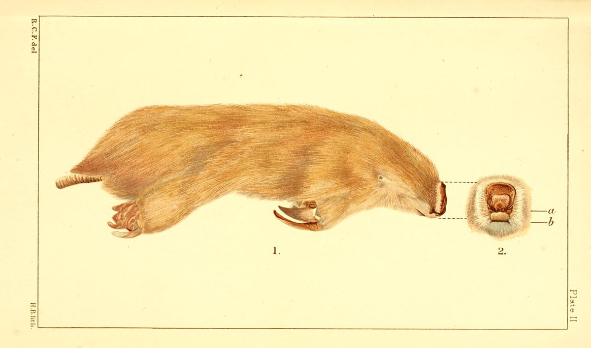 Photo of Southern Marsupial Mole (Notoryctes typhlops)