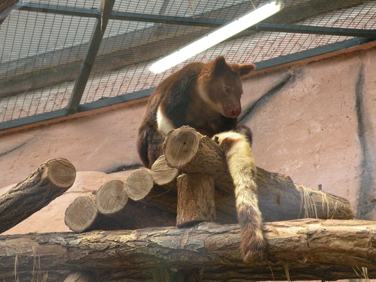 Photo of Matschie's Tree-kangaroo (Dendrolagus matschiei)