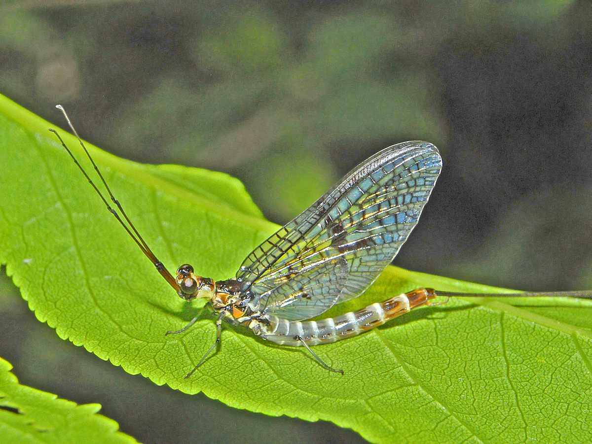 Photo of Green Drake Mayfly (Ephemera danica)