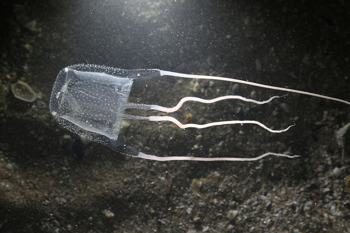 Photo of Mediterranean Box Jelly (Carybdea marsupialis)