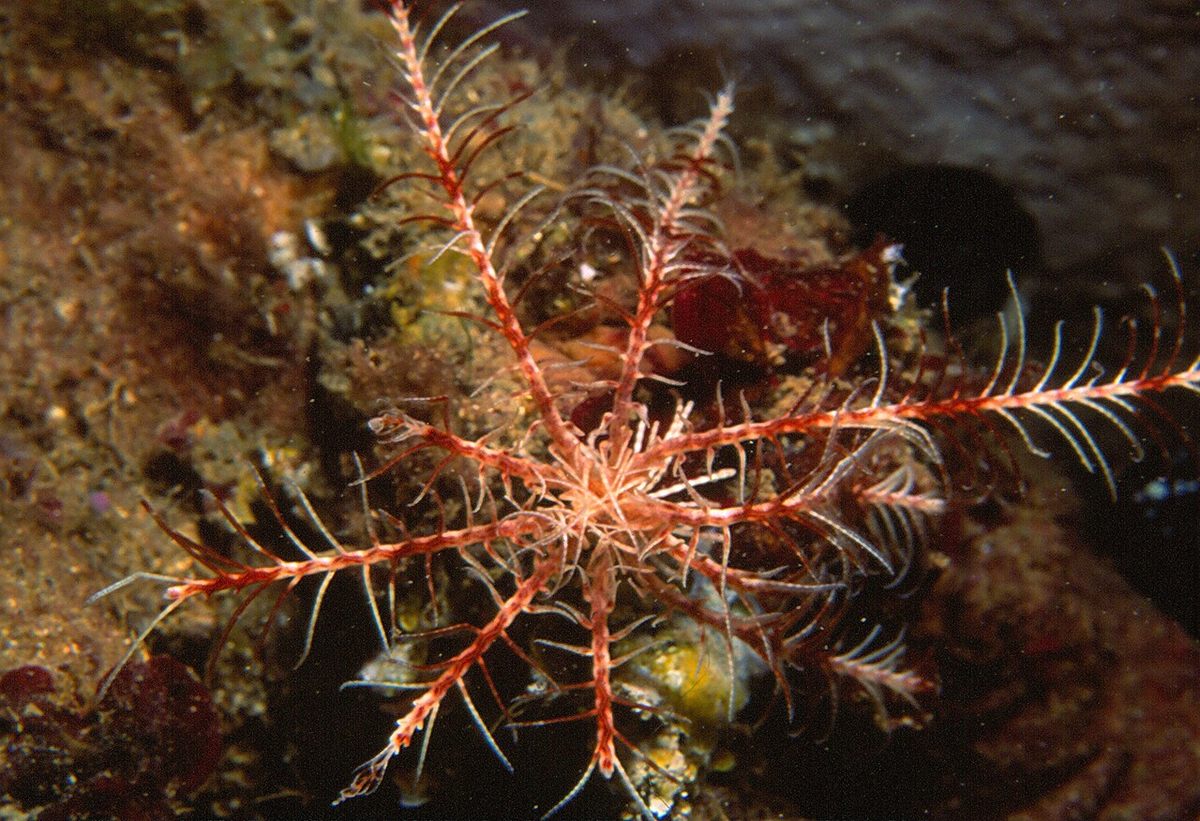 Photo of Mediterranean Feather Star (Antedon mediterranea)
