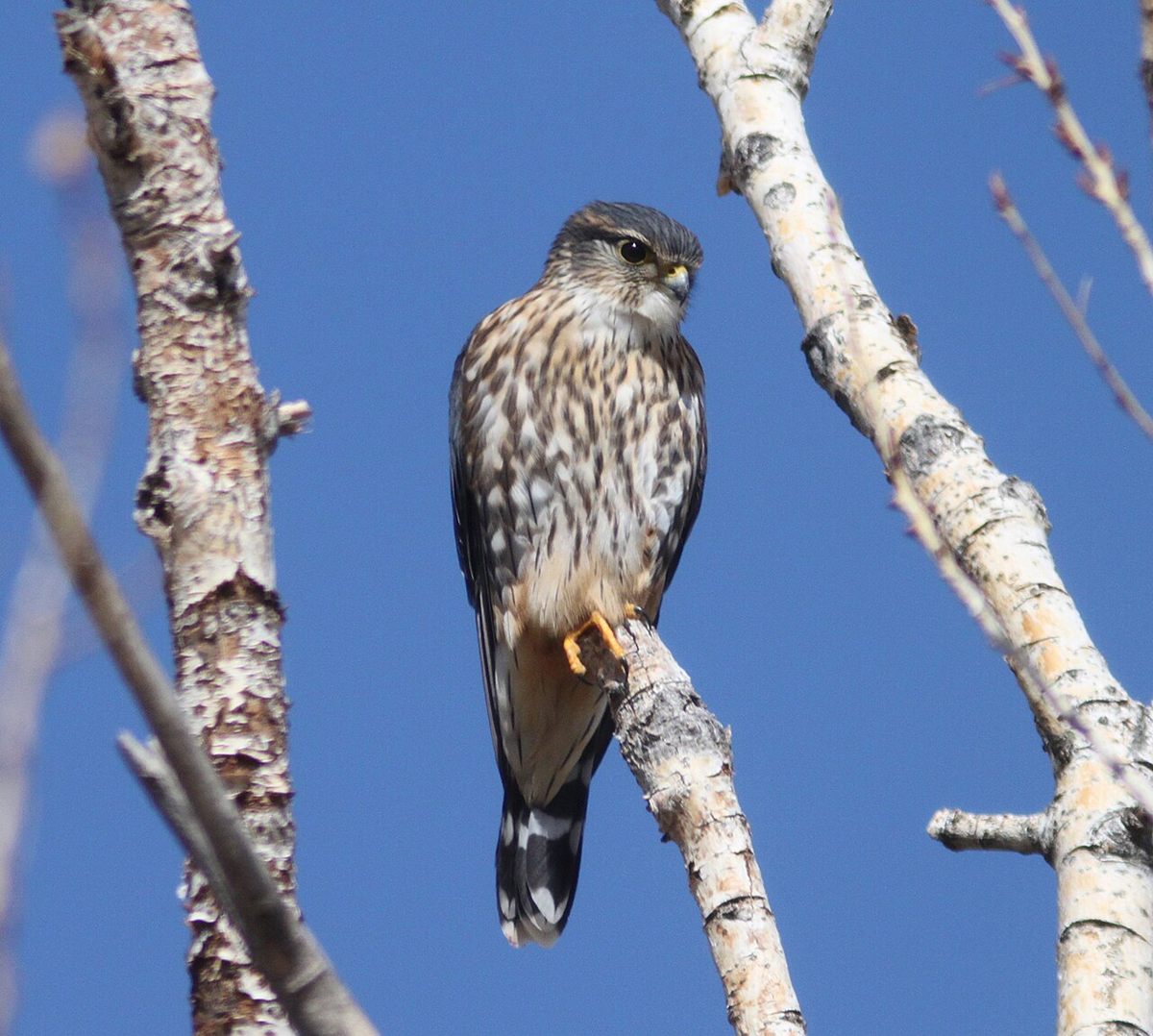Photo of Merlin (Falco columbarius)