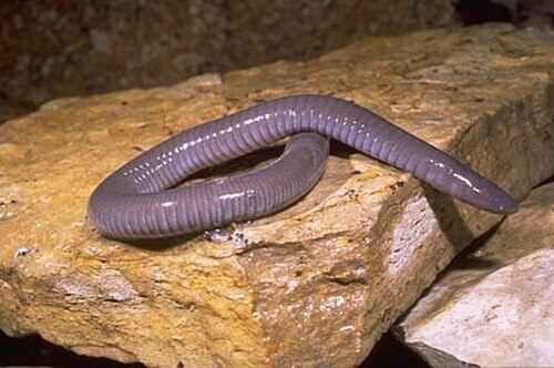Photo of Mexican Burrowing Caecilian (Dermophis mexicanus)