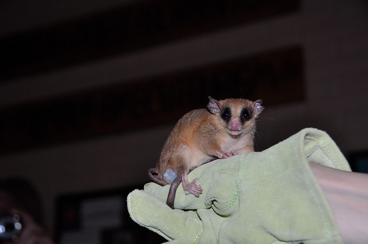 Photo of Mexican Mouse Opossum (Marmosa mexicana)