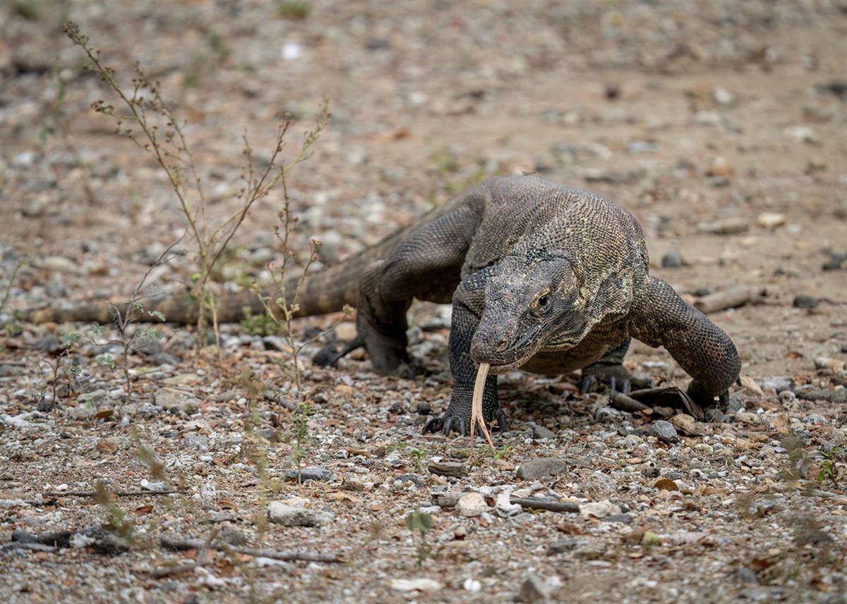 Photo of Komodo Dragon (Varanus komodoensis)