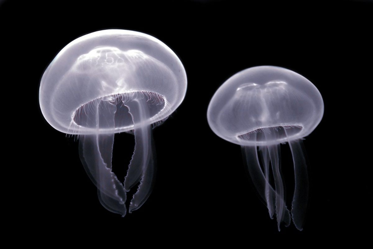 Photo of Moon Jellyfish (Aurelia aurita)