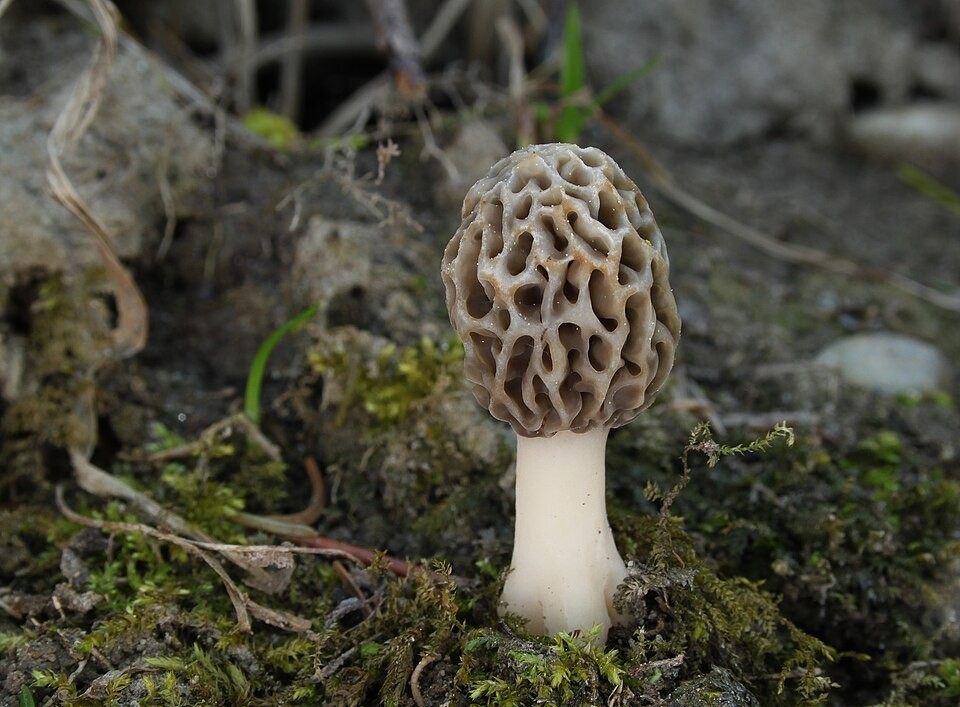 Photo of Yellow Morel (Morchella esculenta)