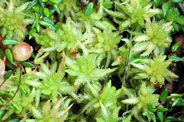 Photo of Peat Moss (Sphagnum palustre)