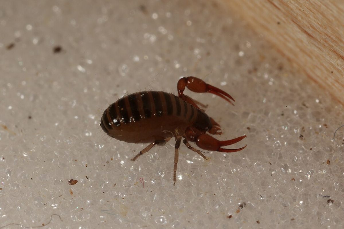 Photo of Moss Pseudoscorpion (Neobisium carcinoides)