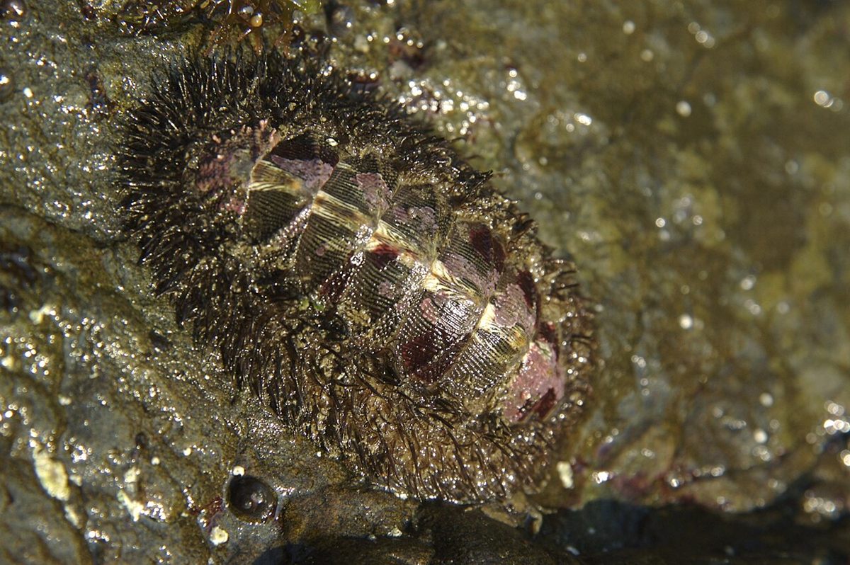 Photo of Mossy Chiton (Mopalia muscosa)