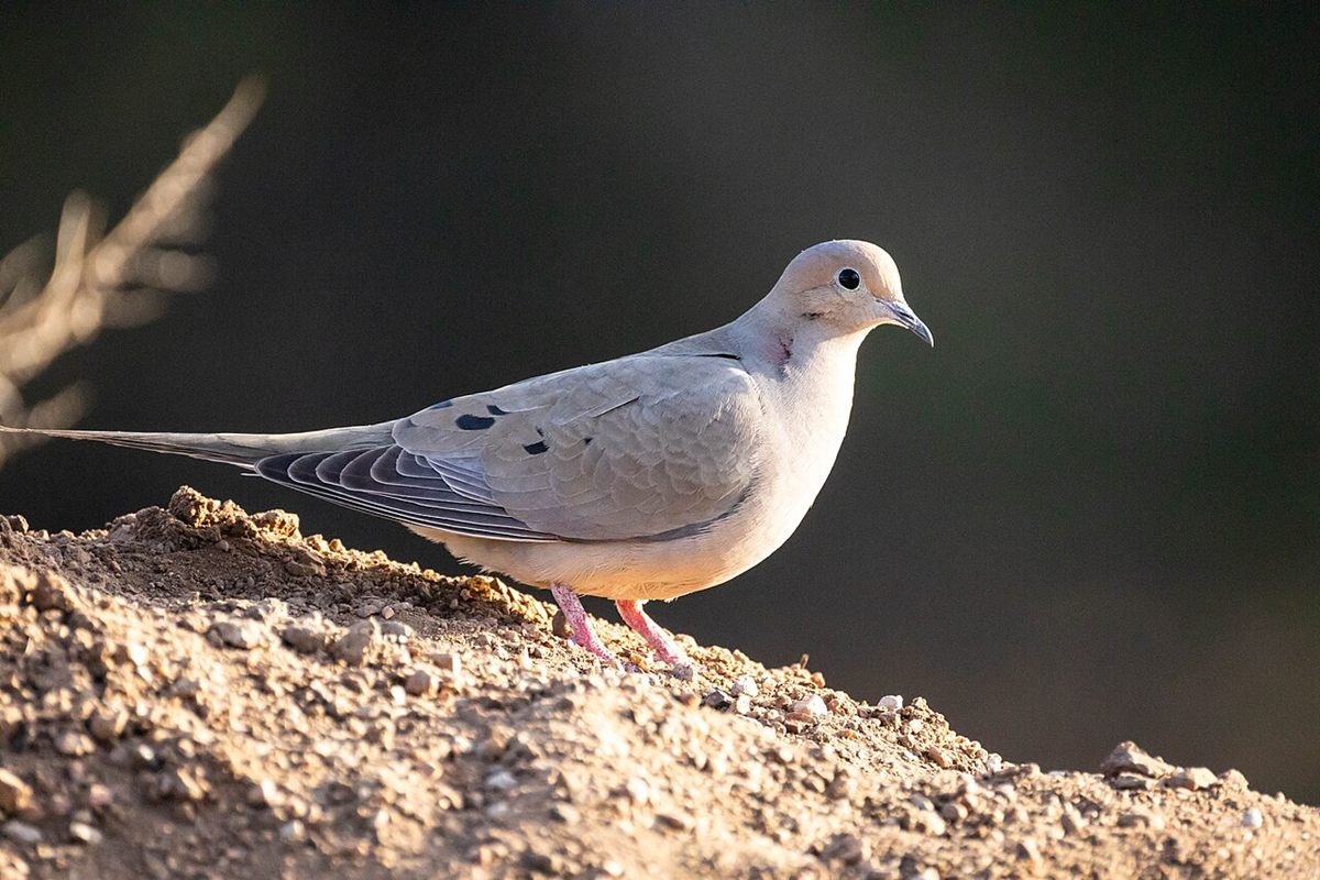 Photo of Mourning Dove (Zenaida macroura)