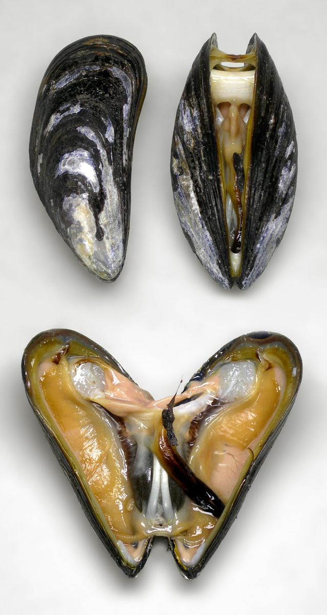Photo of Blue Mussel (Mytilus edulis)