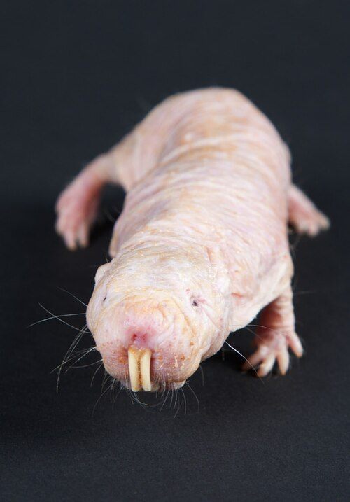 Photo of Naked Mole-rat (Heterocephalus glaber)