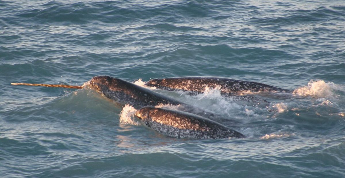 Photo of Narwhal (Monodon monoceros)