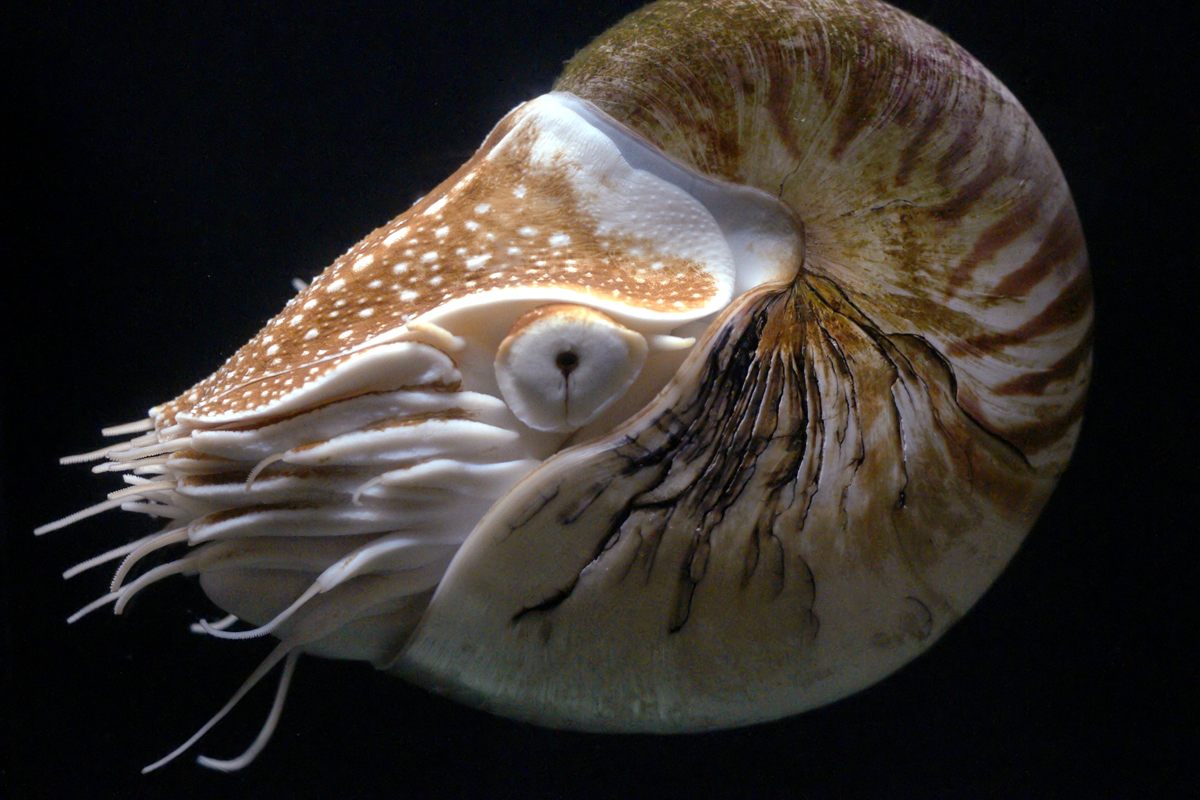 Photo of Chambered Nautilus (Nautilus pompilius)