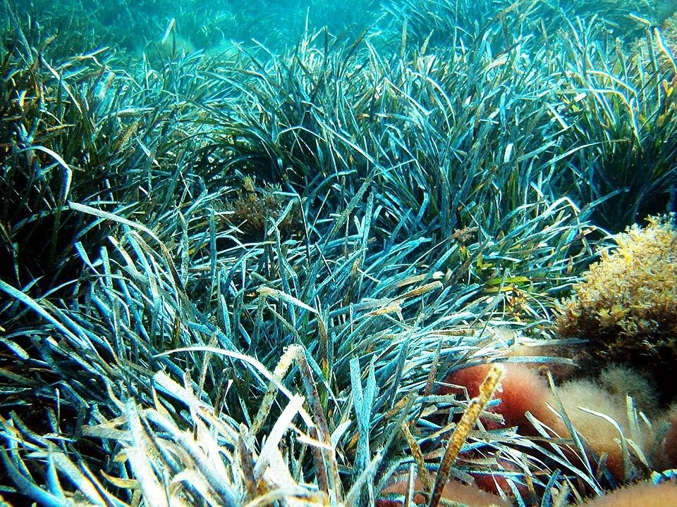 Photo of Neptune Grass (Posidonia oceanica)