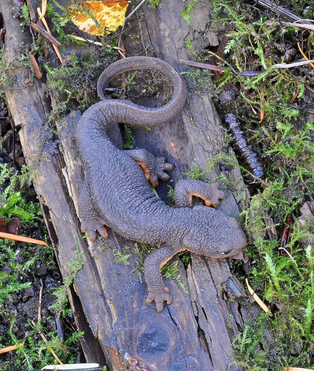 Photo of Rough-skinned Newt (Taricha granulosa)