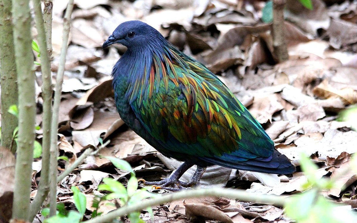 Photo of Nicobar Pigeon (Caloenas nicobarica)