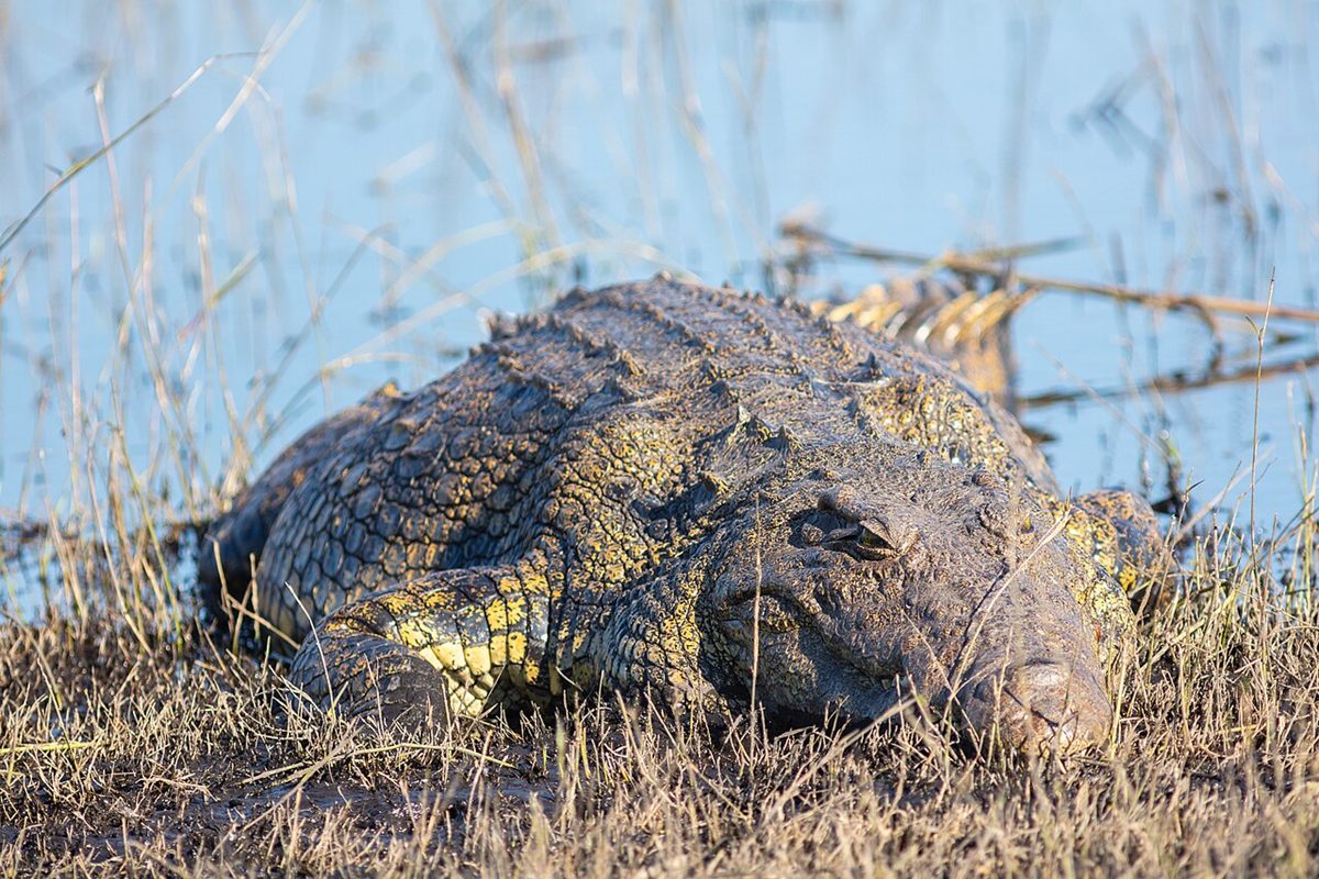 Photo of Nile Crocodile (Crocodylus niloticus)