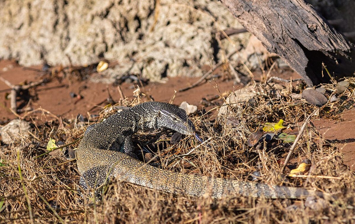 Photo of Nile Monitor (Varanus niloticus)