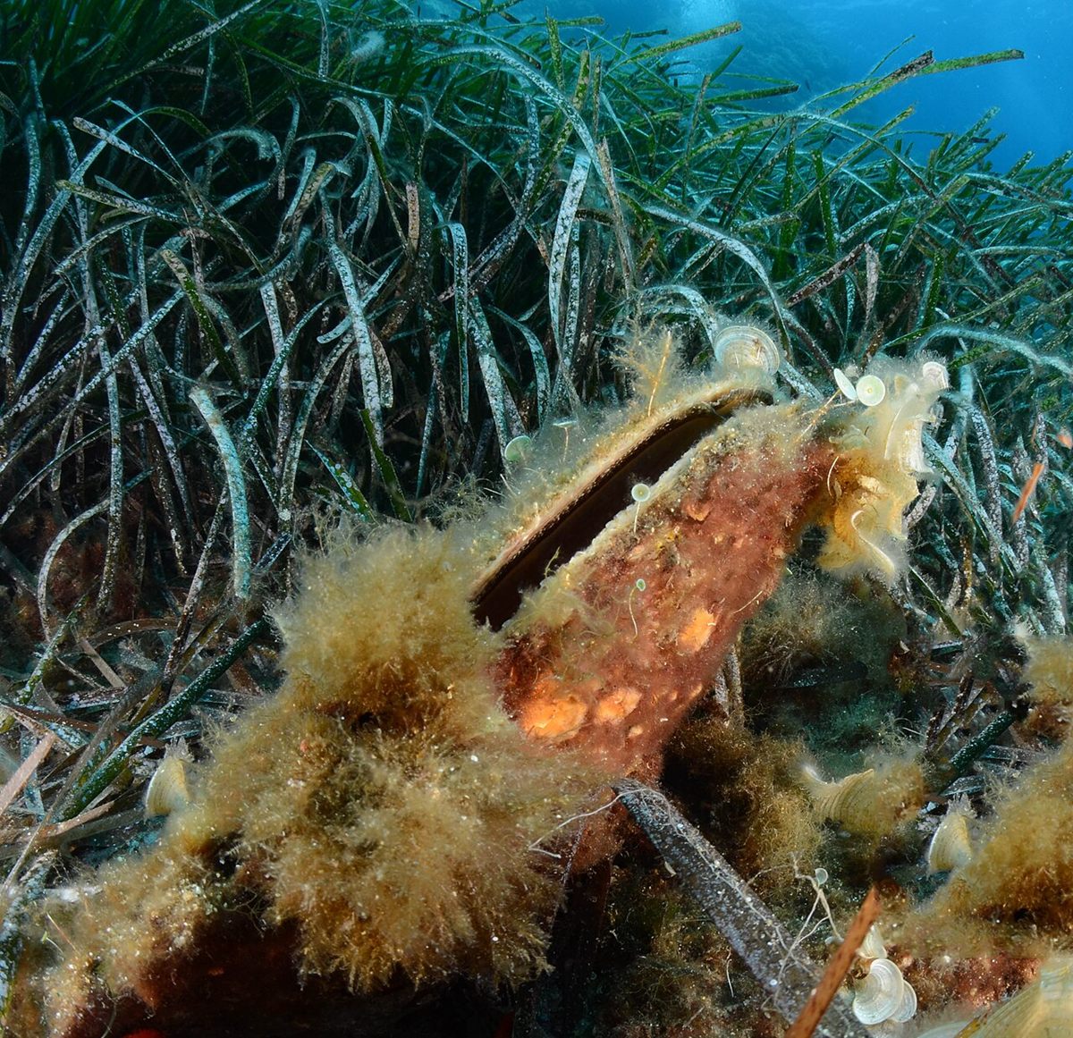 Photo of Noble Pen Shell (Pinna nobilis)