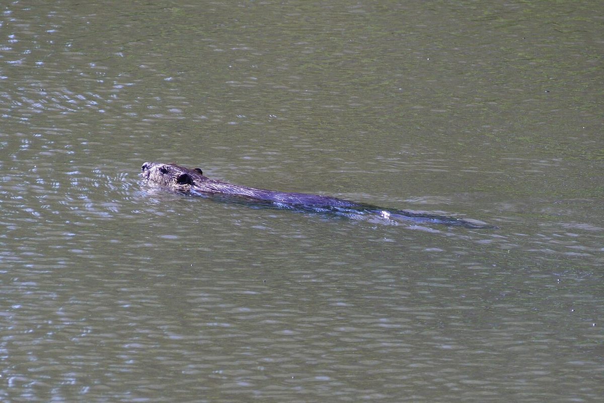 Photo of North American Beaver (Castor canadensis)