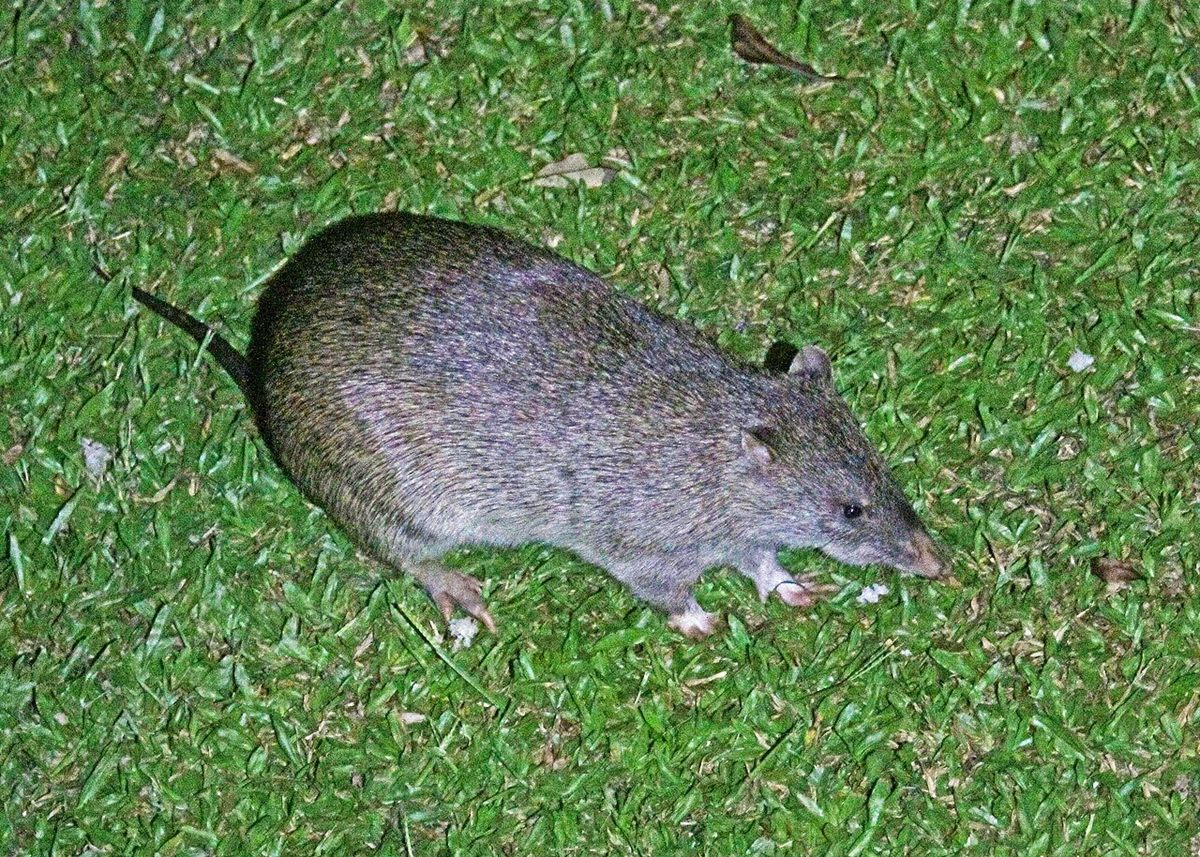 Photo of Northern Brown Bandicoot (Isoodon macrourus)
