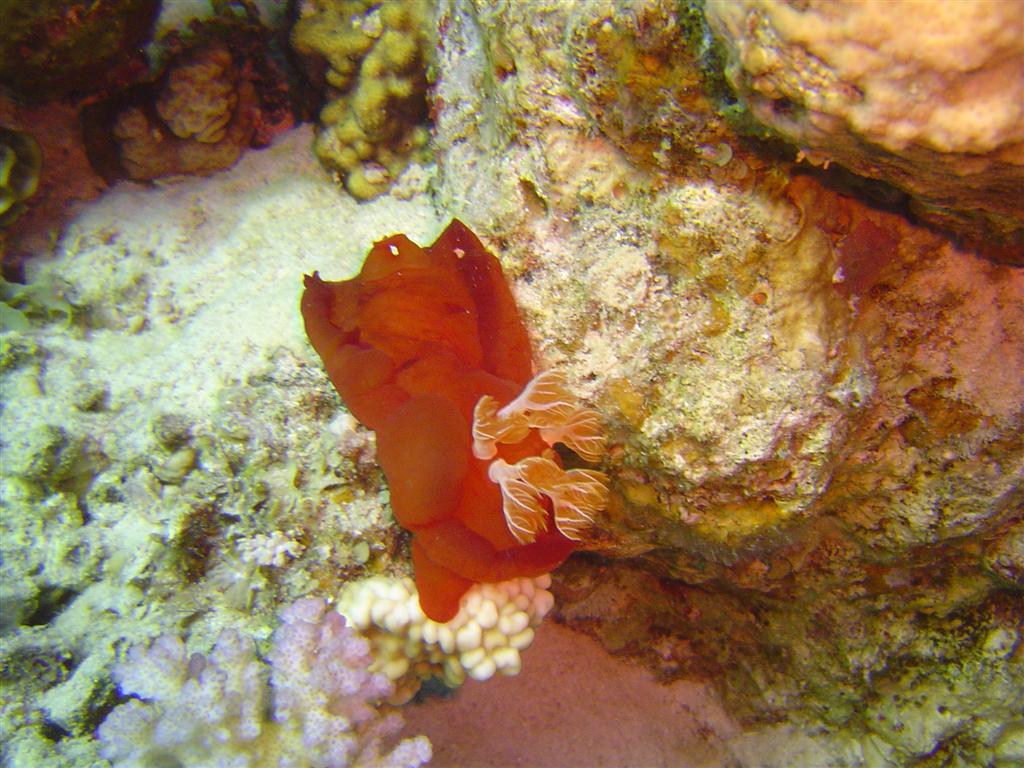 Photo of Spanish Dancer Nudibranch (Hexabranchus sanguineus)