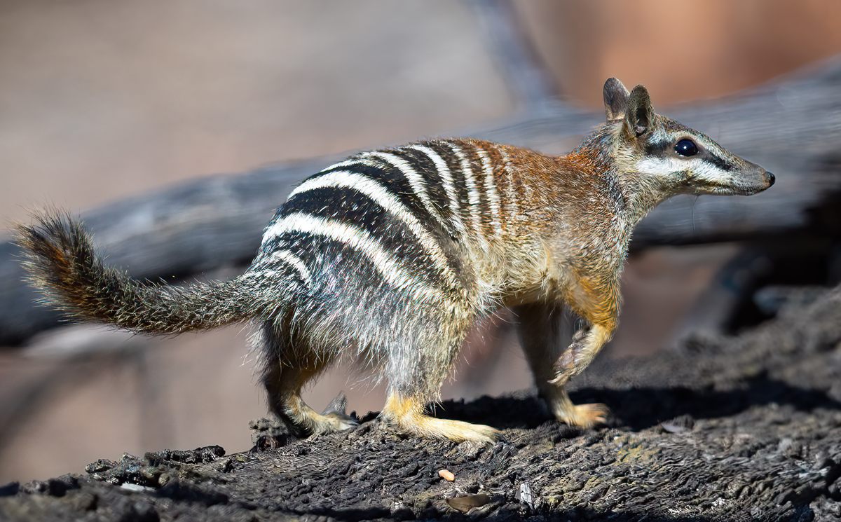 Photo of Numbat (Myrmecobius fasciatus)
