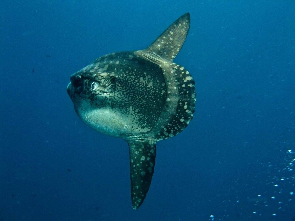 Photo of Ocean Sunfish (Mola mola)