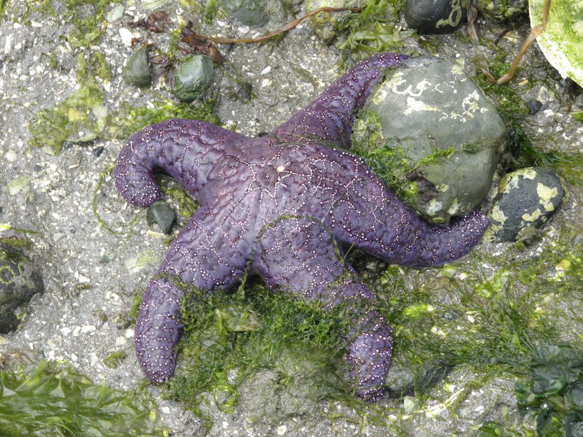 Photo of Ochre Sea Star (Pisaster ochraceus)