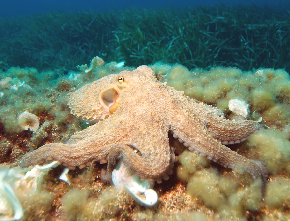 Photo of Common Octopus (Octopus vulgaris)