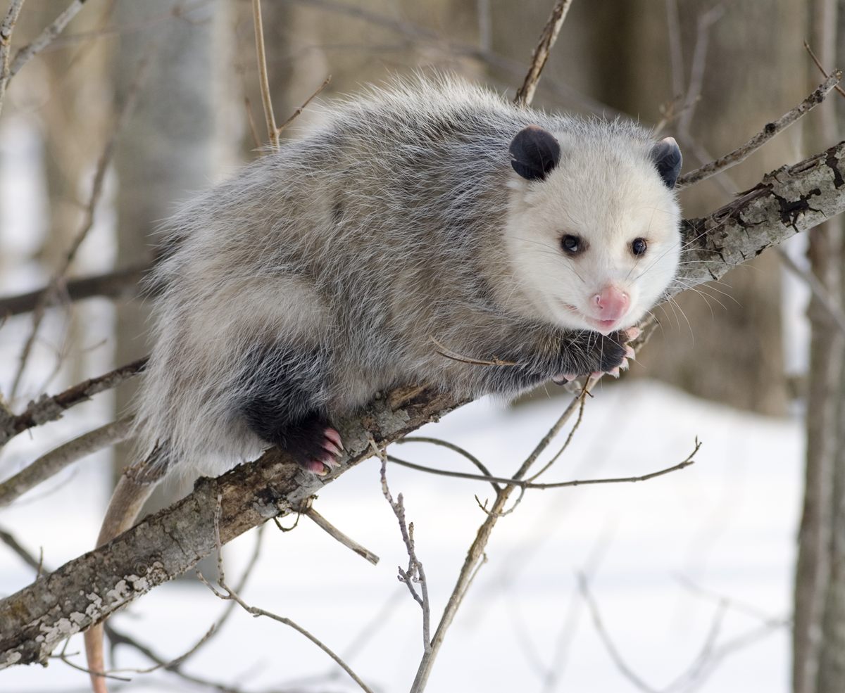 Photo of Virginia Opossum (Didelphis virginiana)
