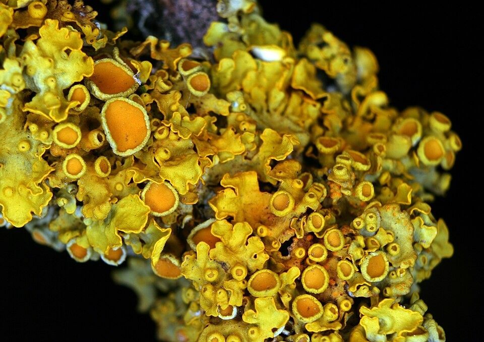 Photo of Common Orange Lichen (Xanthoria parietina)