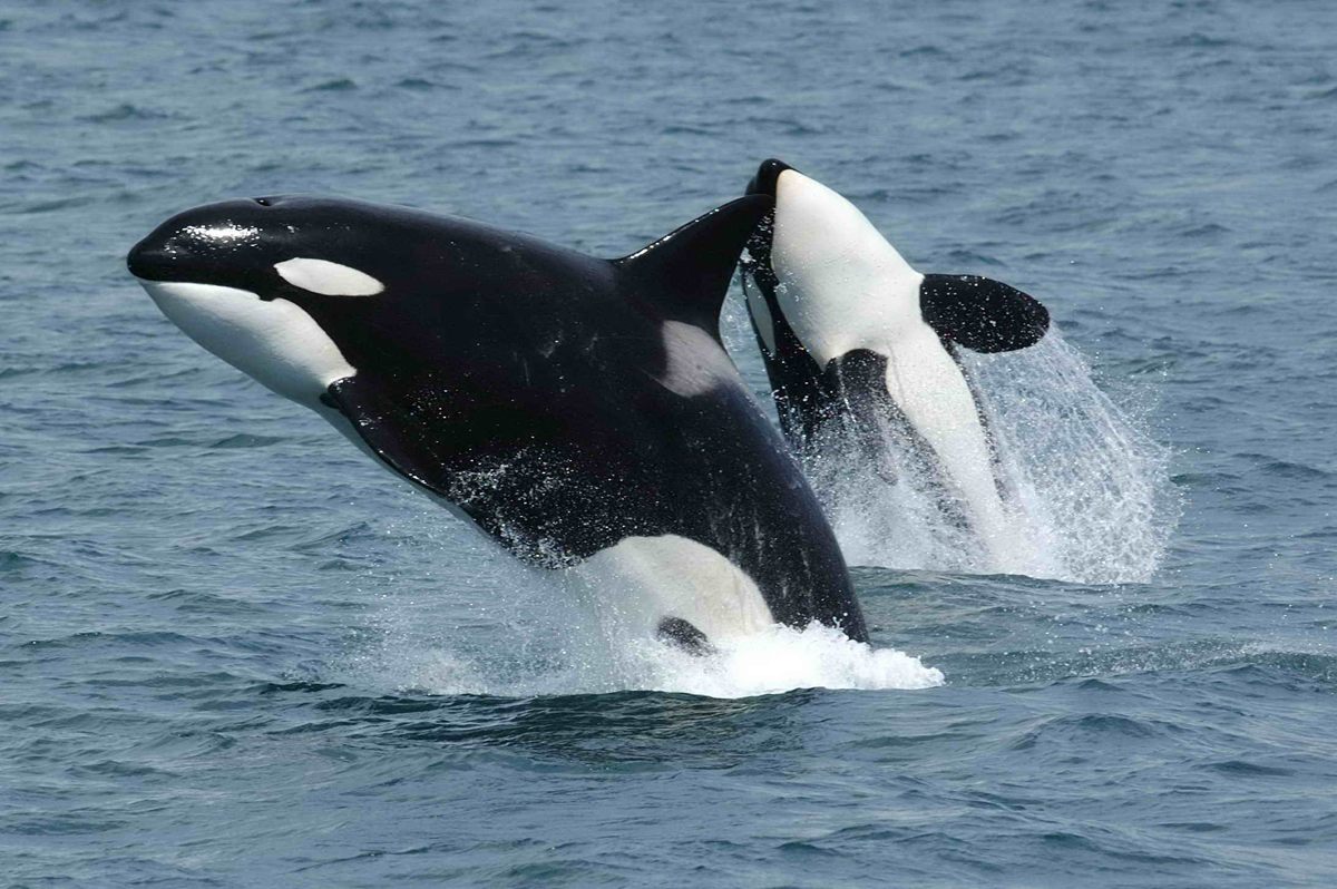Photo of Orca (Killer Whale) (Orcinus orca)