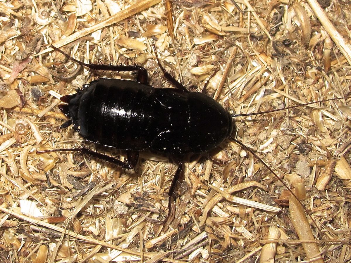 Photo of Oriental Cockroach (Blatta orientalis)