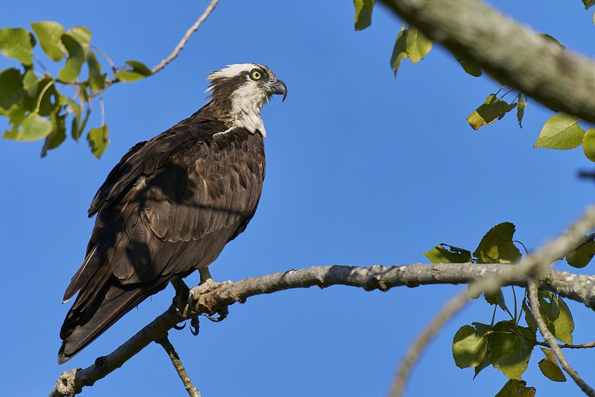 Photo of Osprey (Pandion haliaetus)