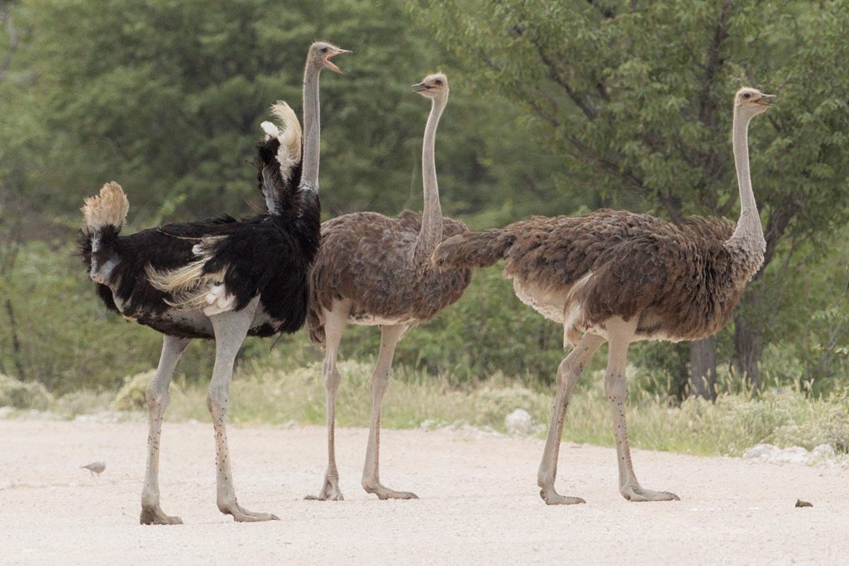 Photo of Common Ostrich (Struthio camelus)