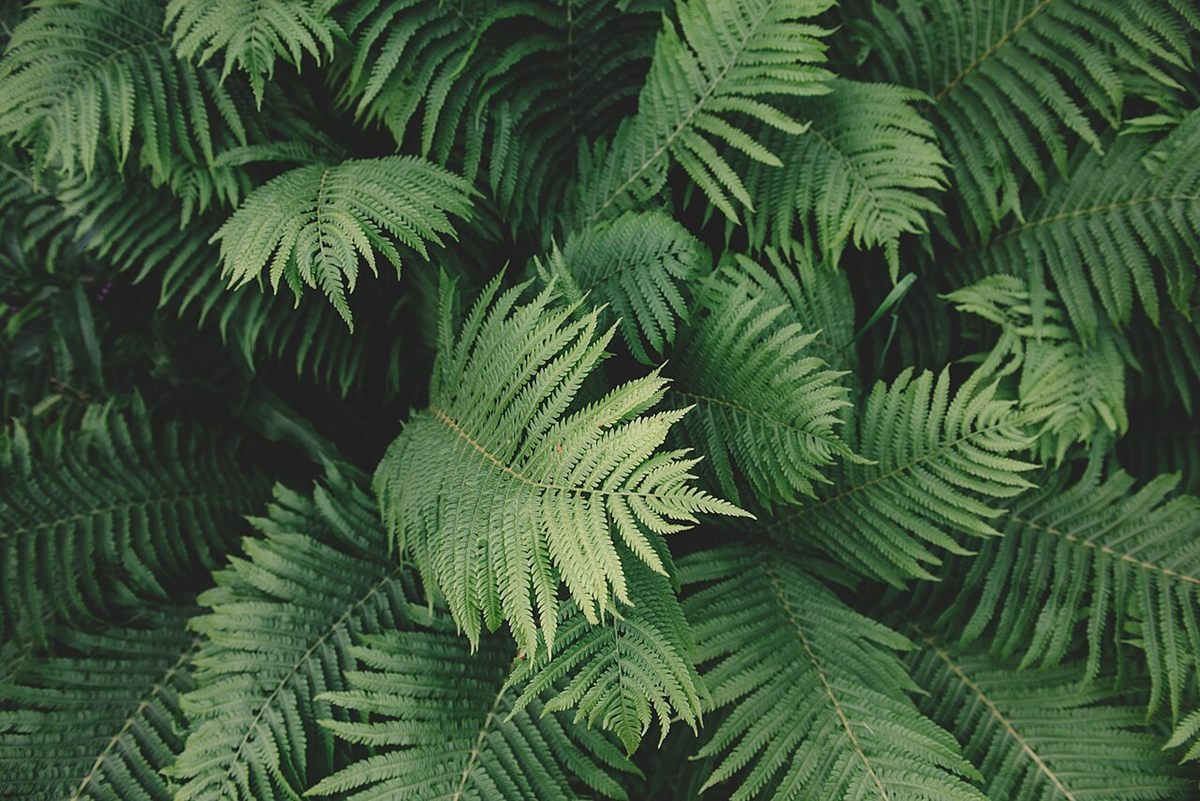 Photo of Ostrich Fern (Matteuccia struthiopteris)