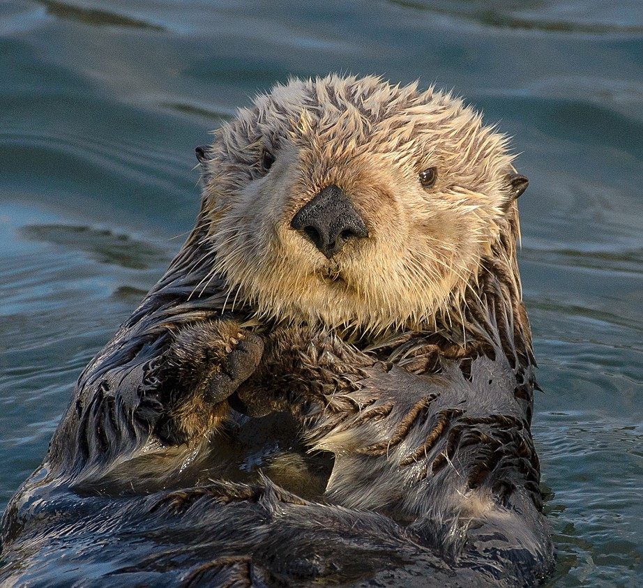 Photo of Sea Otter (Enhydra lutris)