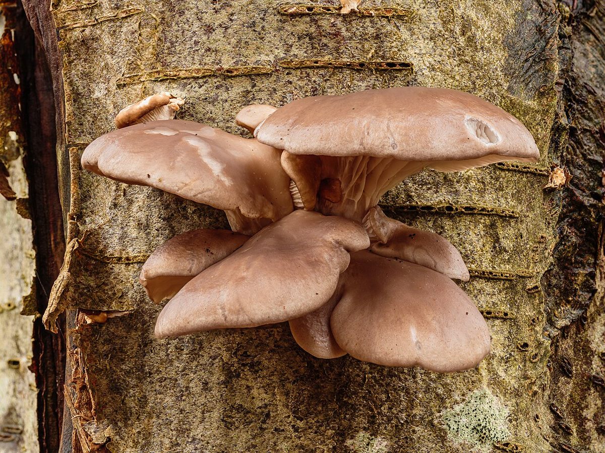 Photo of Oyster Mushroom (Pleurotus ostreatus)