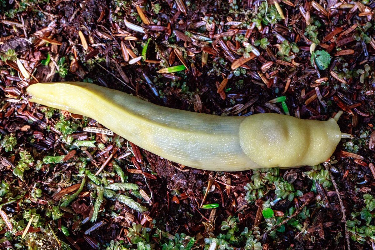 Photo of Pacific Banana Slug (Ariolimax columbianus)