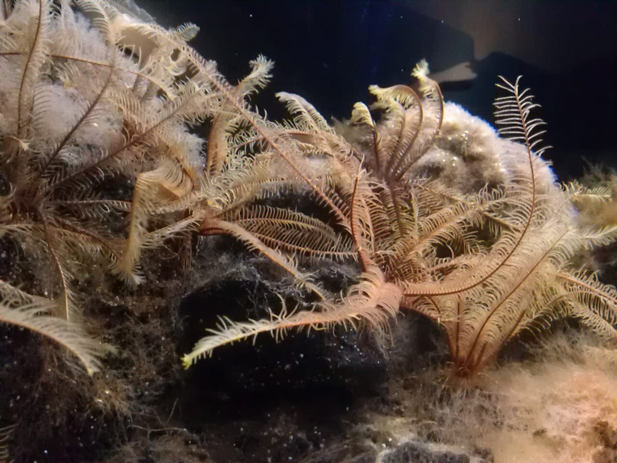 Photo of Common Feather Star (Florometra serratissima)