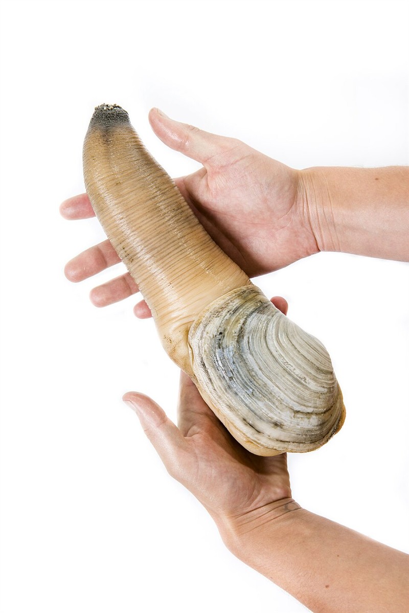 Photo of Pacific Geoduck (Panopea generosa)