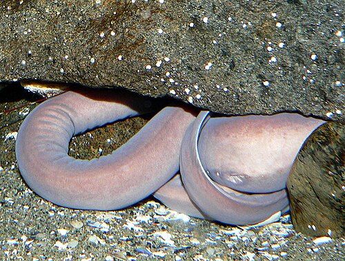 Photo of Pacific Hagfish (Eptatretus stoutii)