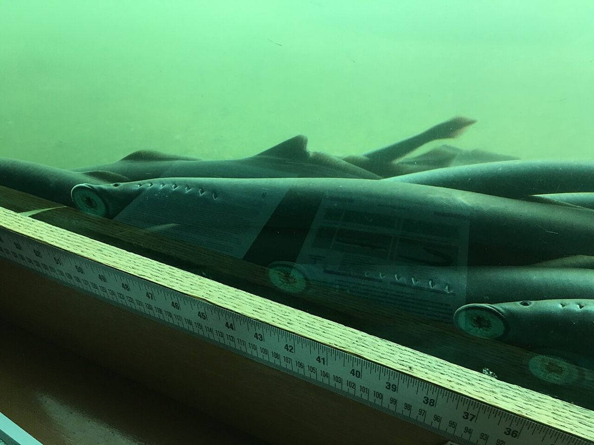 Photo of Pacific Lamprey (Entosphenus tridentatus)