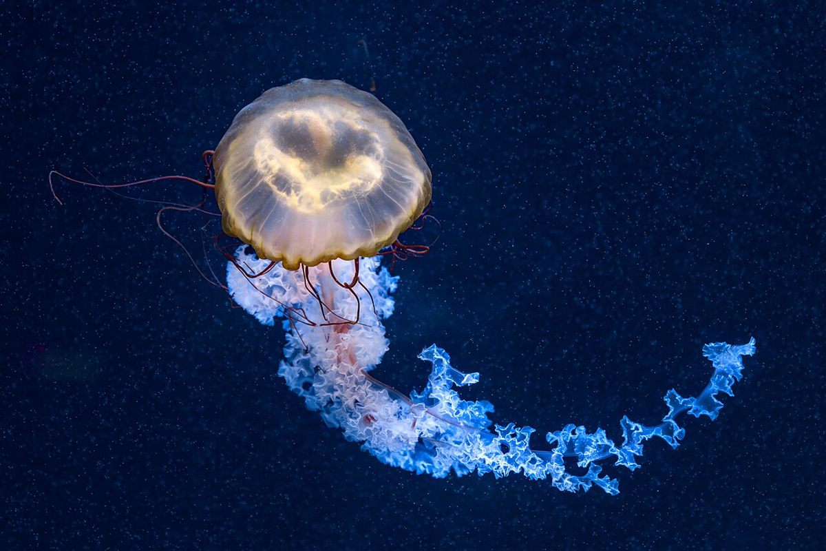 Photo of Pacific Sea Nettle (Chrysaora fuscescens)
